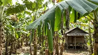 6 Cara Menghilangkan Ulat Penggulung Daun Pisang agar Tanaman Tetap Sehat