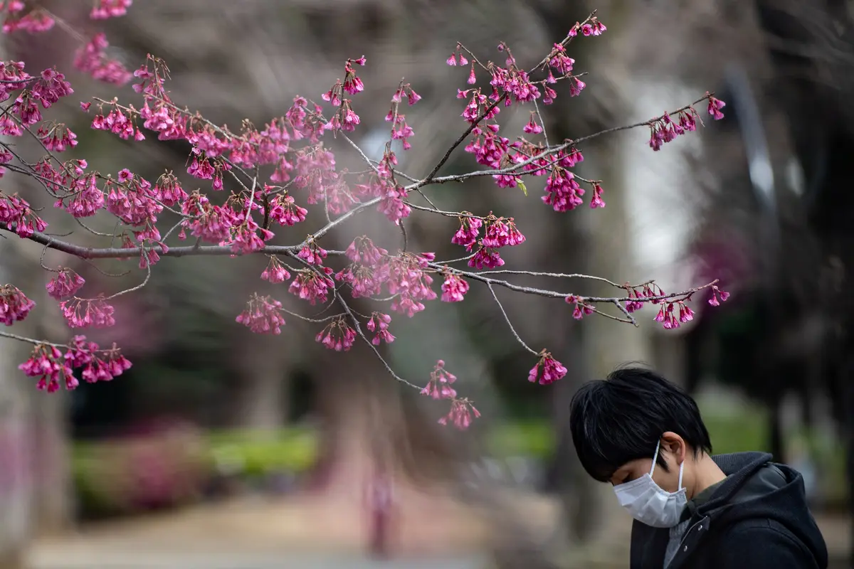 Warga Jepang Dihimbau Tidak Berkumpul Saat Menikmati Bunga Sakura