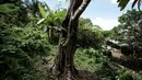 Karena iklim menjadi faktor utama lingkungan yang turut memengaruhi sistem metabolisme dan fisiologi tanaman. Perubahan beberapa unsur iklim dapat berpengaruh terhadap pertumbuhan dan produktivitas tanaman. (Yasuyoshi CHIBA/AFP)