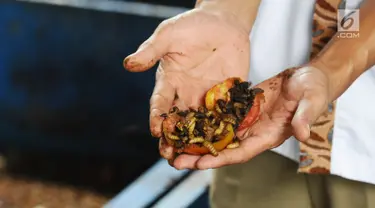 Petugas menunjukkan ulat maggot sedang memakan sampah organik di penakaran Unit Pengolahan Sampah (UPS) 2 Sukmajaya Depok, Jawa Barat, Selasa (5/3). Pemkot Depok memakai ulat maggot untuk mengurangi sampah organik. (Liputan6.com/Herman Zakharia)