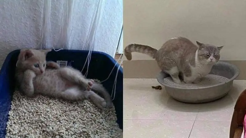 6 Pose Absurd Kucing Saat di Litter Box Ini Kerap Bikin Tepuk Jidat