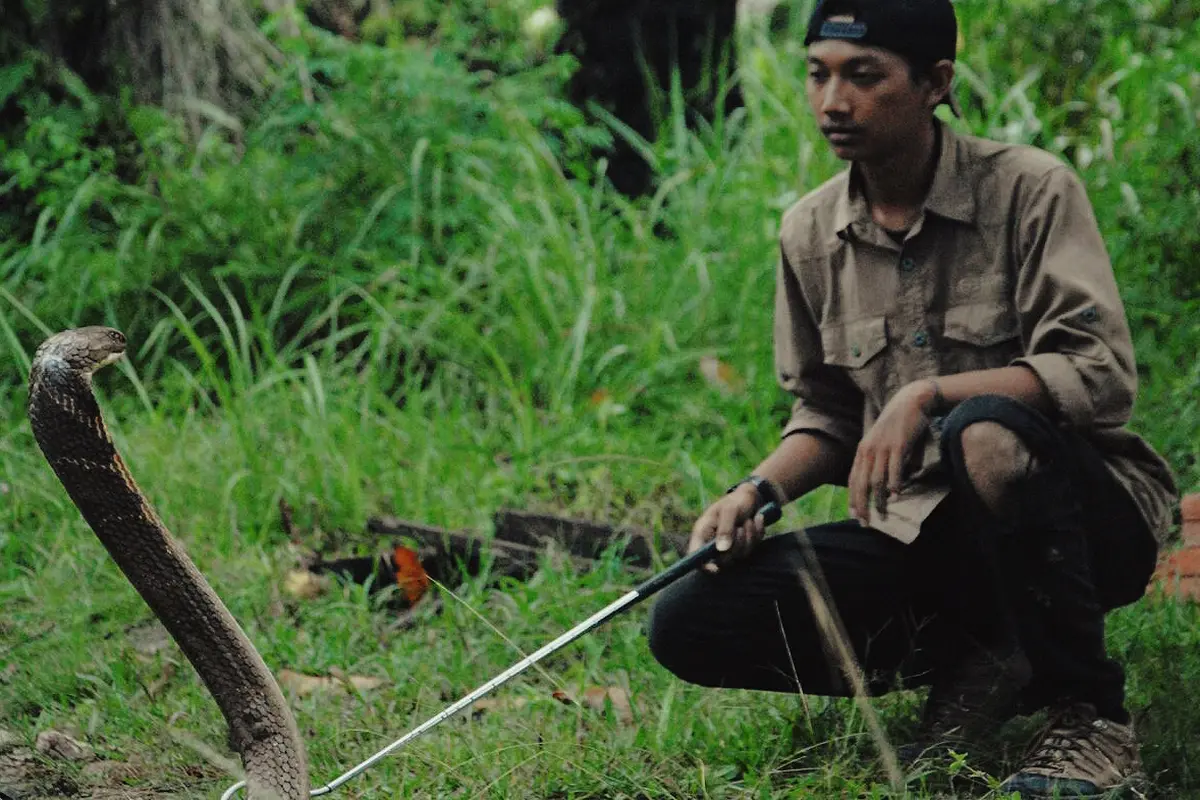 Mahasiswa penakluk king cobra