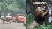 Nasib Singa yang Tabrak Mobil di Taman Safari, Frans: Sudah Medical Check Up (Sumber: TikTok/@youkopi107/@tamansafari2jatim)