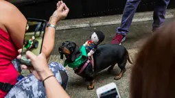 Seekor anjing berpose saat mengikuti "HK Doggie Dash 2018" di Hong Kong (15/4). Puluhan anjing pugs dan dachshund memberi keterampilan berlari dengan penuh semangat di perlombaan tersebut. (AFP Photo/Isaac Lawrence)