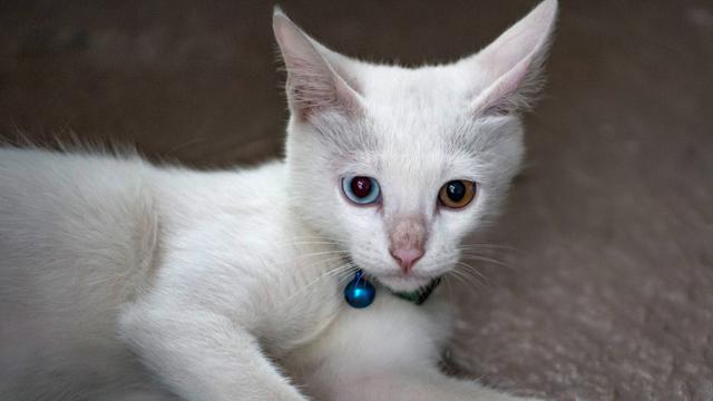 5 Fakta Unik Kucing Odd Eye, Warna Mata Berbeda Kanan dan Kiri