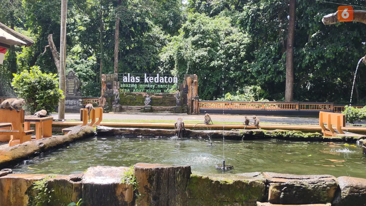 Libur Akhir Tahun Obyek Wisata Alas Kedaton Prediksi Kunjungan Meningkat Usai Natal