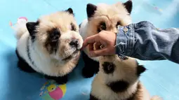Pekerja bermain dengan anjing-anjing yang dicat putih dan hitam menyerupai panda di kafe Cute Pet Games di kota Chengdu, China, 23 Oktober 2019. Kafe ini memicu perdebatan panas para netizen tentang perawatan hewan akibat mengecat anjing-anjing itu menyerupai panda. (STR / AFP)