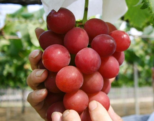Anggur termahal berasal dari Jepang dan berjenis Ruby Romawi | Photo: Copyright asiantown.net