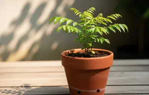 Cara Membuat Tanaman Tumbuh Subur di Pot Kecil, Ini Kunci Perawatannya