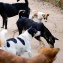 Serangan Anjing Tewaskan Pengelola Tempat Penitipan di Hong Kong