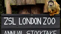 Monyet tupai duduk di atas papan penghitungan selama sensus hewan tahunan di London Zoo, 7 Februari 2018. Data hasil sensus akan dibagi dengan kebun binatang di seluruh dunia untuk keperluan pemantauan hewan yang langka dan dilindungi. (BEN STANSALL/AFP)