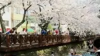 Deretan cherry blossom di sepanjang kiri kanan sungai hingga membentuk kanopi bunga sakura membuat Yeojwacheon dijuluki romance bridge. (Liputan 6 SCTV)
