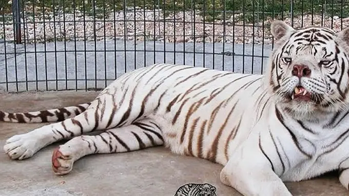 Photo: Copyright dailymail.co.uk