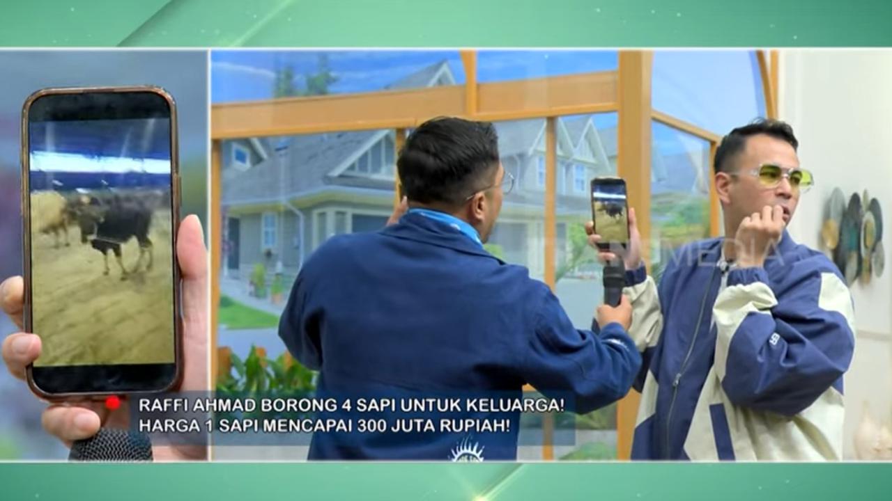 Penampakan Sapi Kurban Nagita Slavina Setinggi Dua Meter, Beda Banget sama Punya Baby Lily yang Kecil Mungil