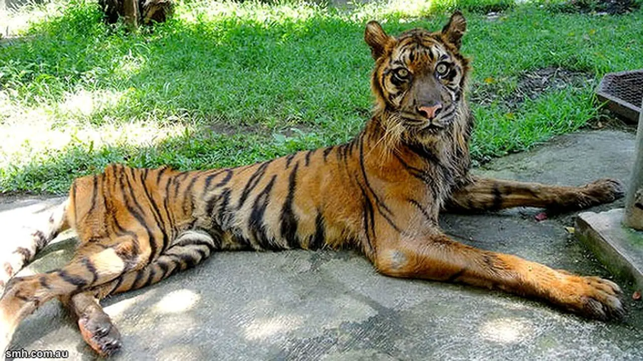 harimau-surabaya130529b.jpg
