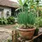 10 Cara Menanam Daun Bawang Welsh dari Rumpun di Pot Terpisah, Pemula Bisa Panen