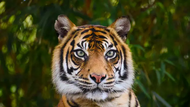 Bengal Tiger