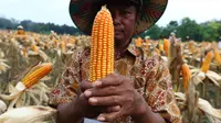 Seorang petani menunjukkan jagung hasil panen raya di Tuban, Jawa Timur, Jumat (9/3). Petani menerapkan pola panen kering hingga hasilnya lebih menguntungkan. (Liputan6.com/Angga Yuniar)