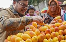 Mangga Ini Terkenal Masam tapi saat Ditanam di Kediri Rasanya Jadi Manis, Peminatnya Membeludak hingga Singapura