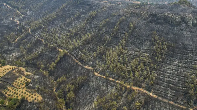 Penampakan Hutan di Turki Usai Kebakaran