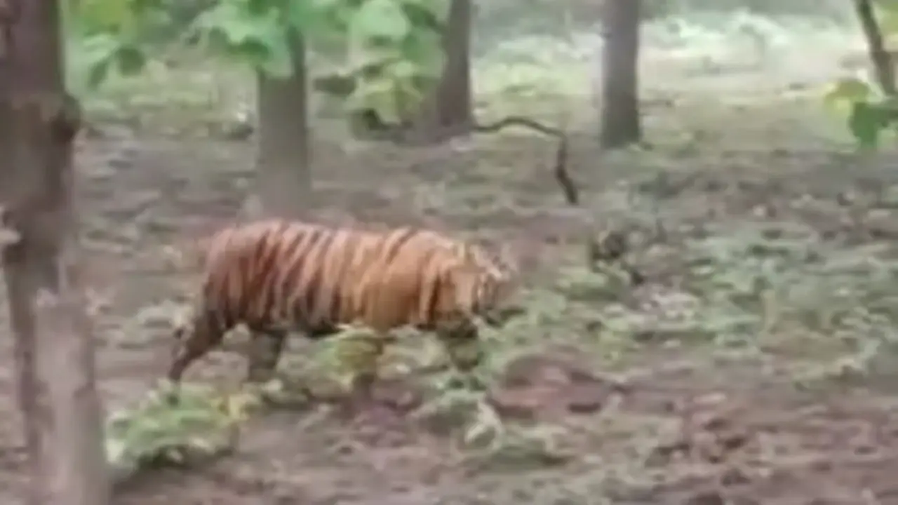 Video harimau