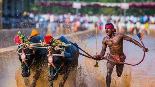 Srivisana Gowda, Joki Kambala