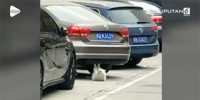 VIDEO: Kucing Lakukan Gerakan Mirip Sit-Up di Tempat Parkir
