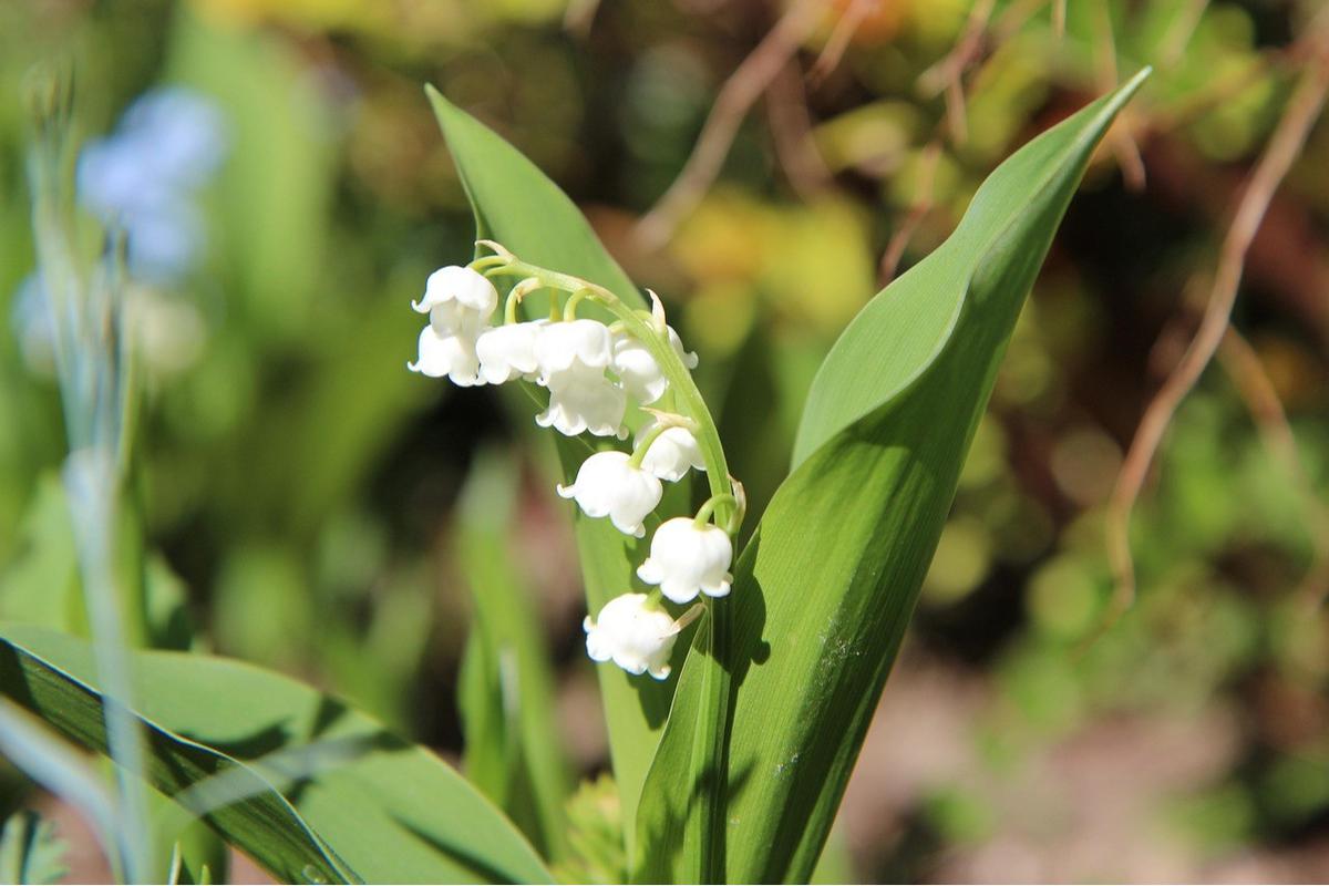 Bunga Lily of The Valley