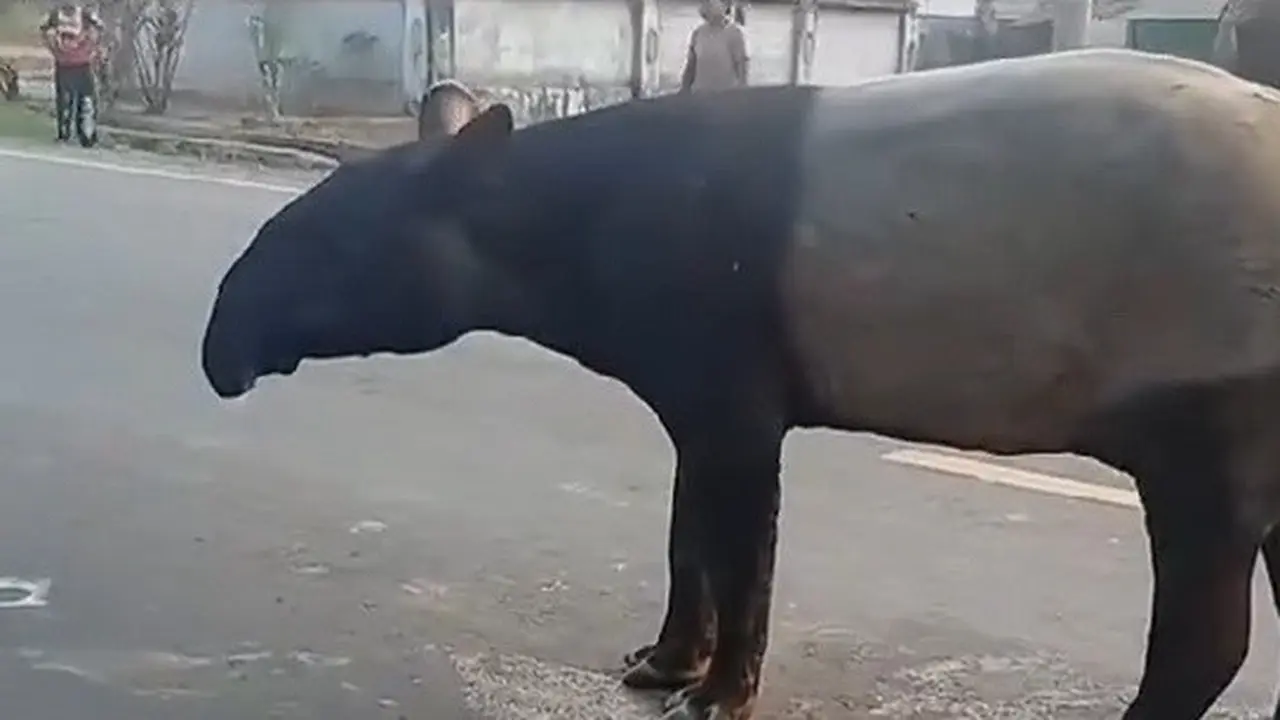 Tangkapan layar tapir muncul tiba-tiba di jalan raya Mesuji, Lampung.