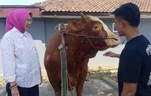 Sapi "Kang Jo" Hewan Kurban Presiden Prabowo Angkat Potensi Peternak Lumajang
