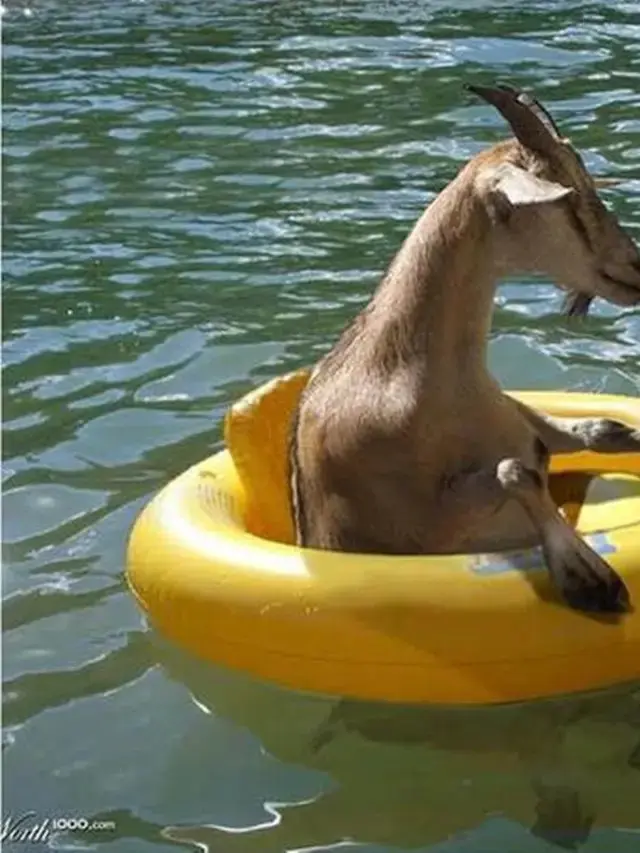 8 Momen Tingkah Absurd Kambing yang Bikin Orang Tepuk Jidat