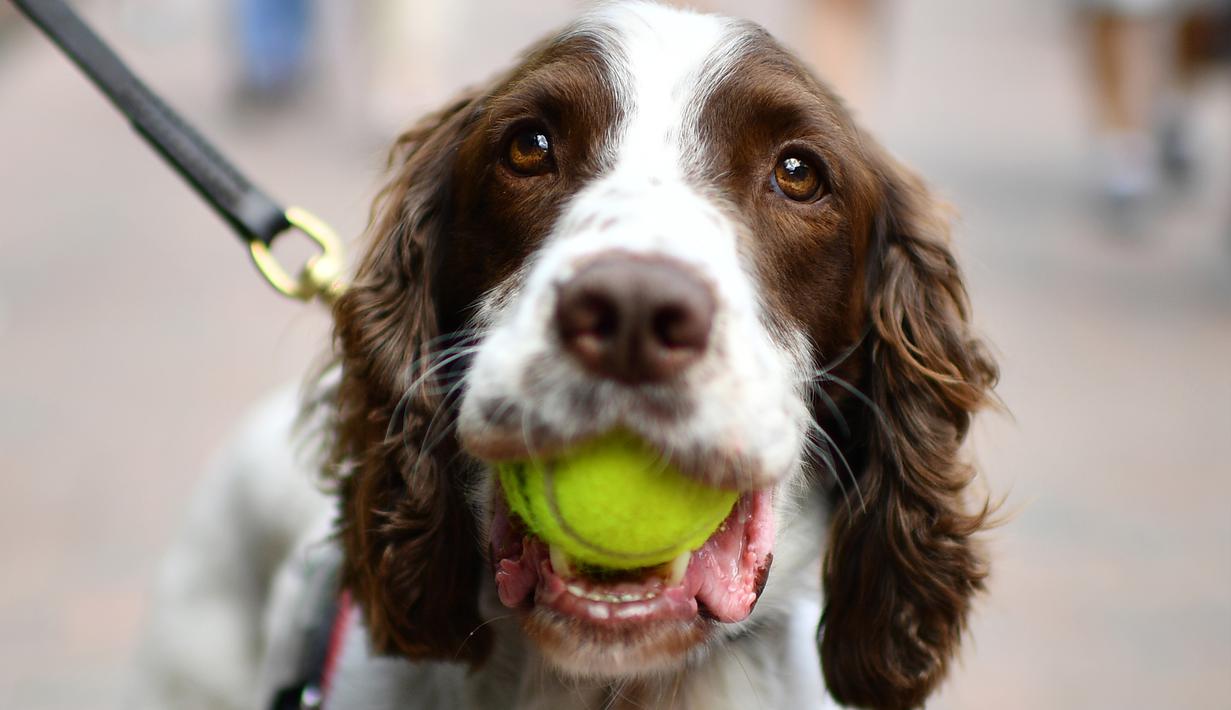 Foto Yang Lucu Dan Unik Di Kejuaraan Tenis Wimbledon 2019