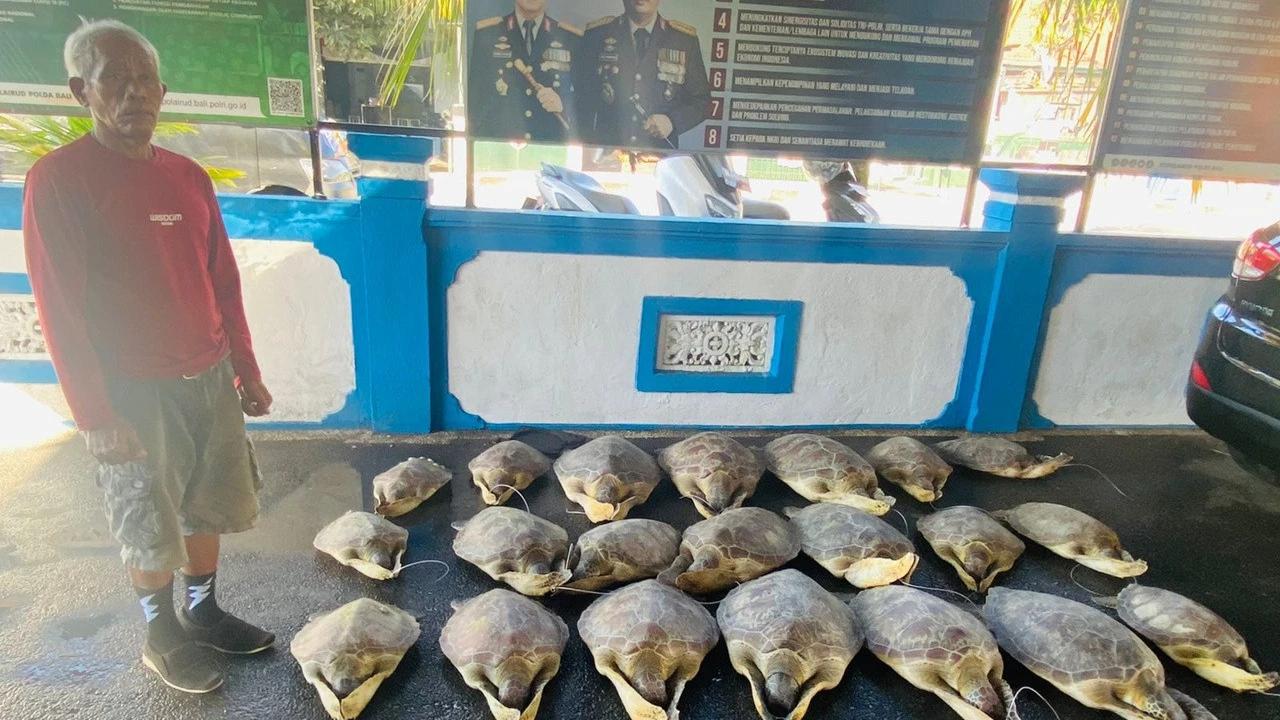 Puluhan Penyu Hijau Hendak Diselundupkan di Bali, Satu Orang Ditangkap Polisi