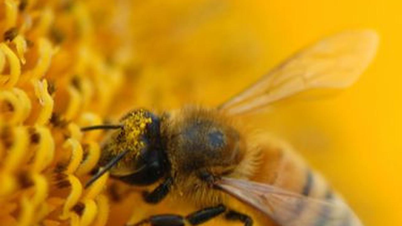 4. Bee <br>
