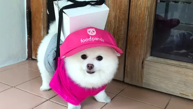 Deretan Potret Lucu Jika Anjing Jadi Kurir Antar Barang