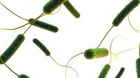 Mengenal Bakteri E-Coli