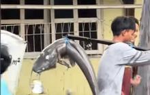 Geger di Bekasi, Lele Raksasa Ditangkap Remaja di Pinggir Jalan Saking Beratnya Dibawa Pakai Kayu