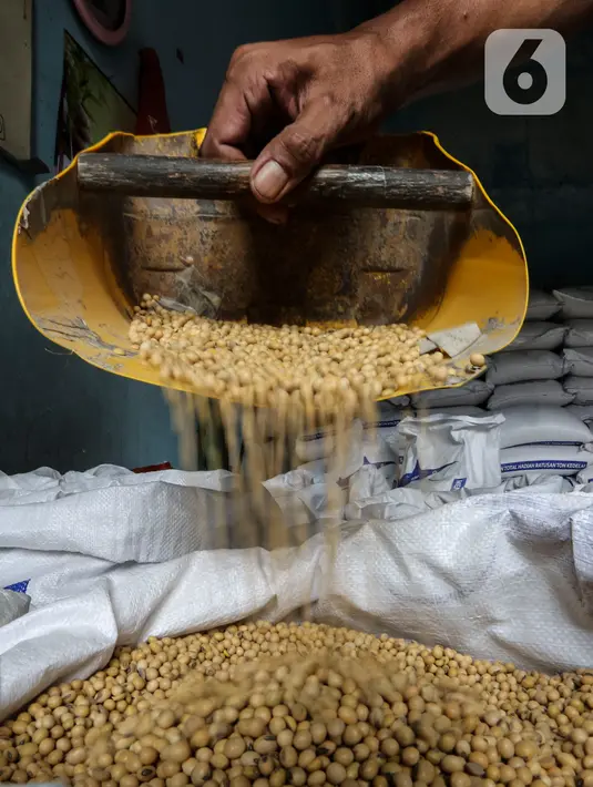 Pekerja memilah kedelai di gudang penyimpanan di Kawasan Kebayoran Lama, Jakarta, Kamis (14/1/2021). Harga diproyeksi mulai turun pada Juni seiring membaiknya produksi di negara-negara Amerika Selatan. (Liputan6.com/Johan Tallo)