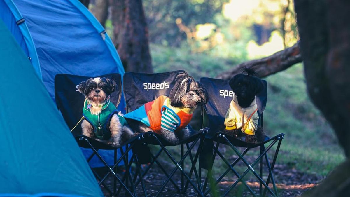 6 Tips Melatih Anjing agar Patuh, Sabar dan Konsisten Jadi Kunci Utama