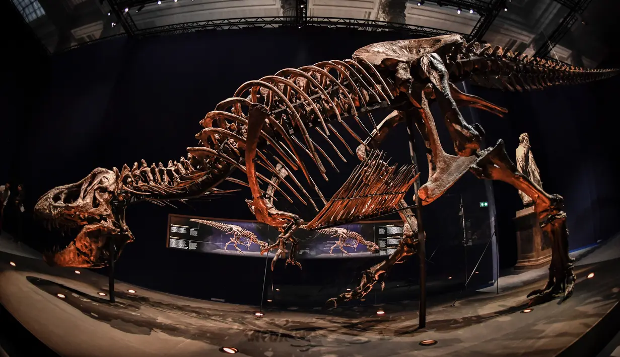 Gambar pada 1 Juni 2018 menunjukkan kerangka dinosaurus Tyrannosaurus Rex di Museum Nasional Sejarah Alam Prancis di Paris. Trix adalah salah satu spesimen terlengkap dengan tingkat keutuhan mencapai 75% dari bentuk aslinya. (AFP/STEPHANE DE SAKUTIN)