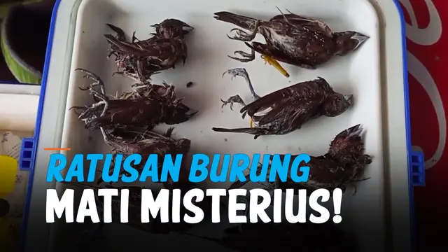VIDEO: Dokter Selidiki Misteri Kematian Mendadak Ratusan Burung di Cirebon