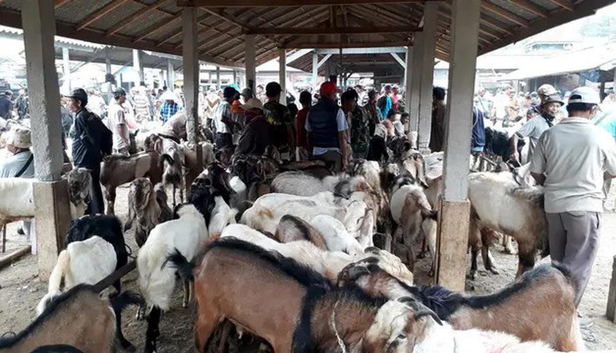 Mencari Hewan Kurban untuk Idul Adha 2025, Apa Warna Favorit Kambing yang Dipilih Rasulullah?
