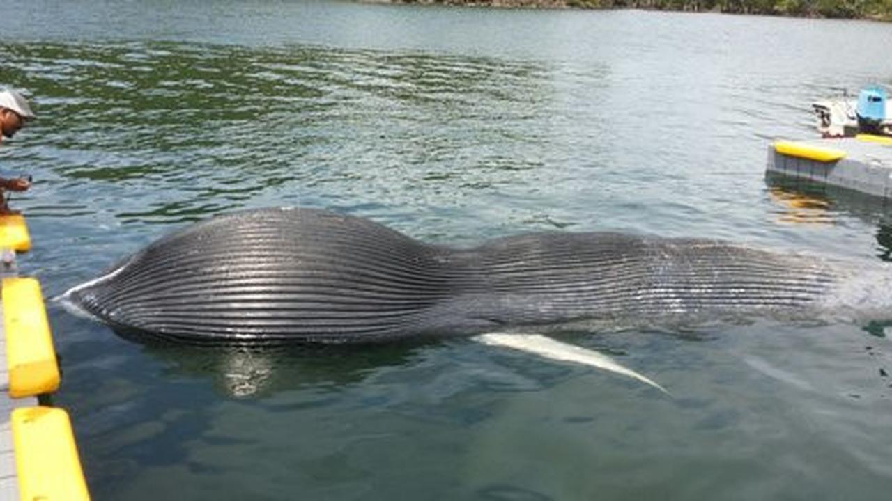Sedang menjala ikan,nelayan di Sabang temukan Paus bobot 3 ton tewas