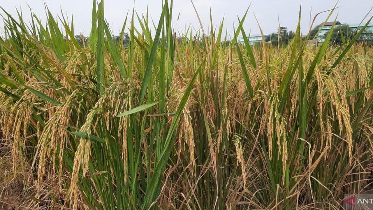 Fakta Unik: Panen Padi Jateng 2025 Diprediksi Melonjak 115,98 Ribu Hektar, BPS Ungkap Angka Fantastis Ini