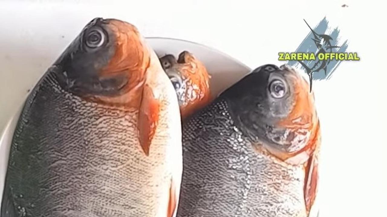 Rahasia Hilangkan Bau Tanah pada Ikan Bawal dengan Air Cucian Beras