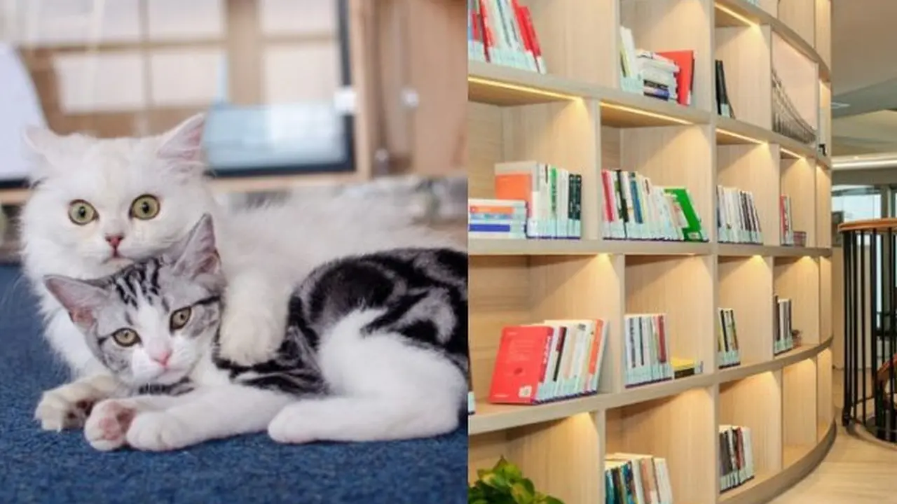 Perpustakaan di China Pekerjakan 7 Ekor Kucing untuk Hibur Pembaca yang Kesepian