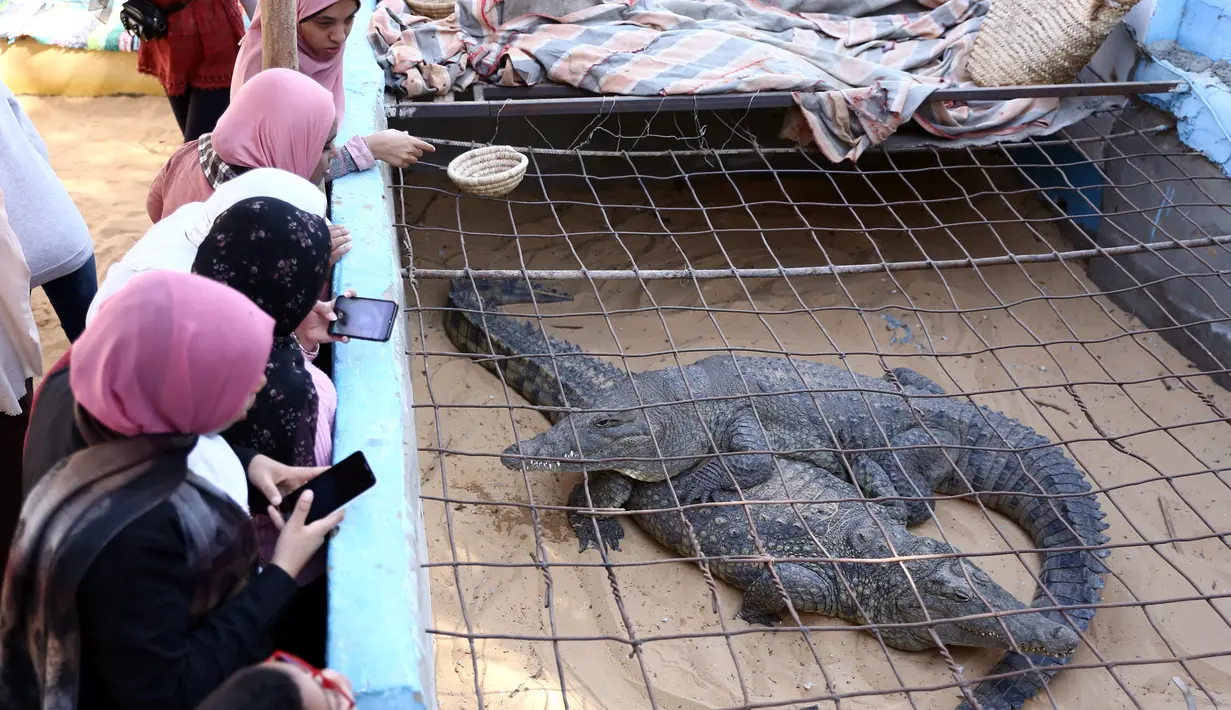 Para wisatawan melihat dua ekor buaya di Desa Nubia, Kota Aswan, Mesir (12/2/2020). Di desa tersebut, wisatawan dapat berswafoto dengan buaya hidup berukuran sangat besar. (Xinhua/Ahmed Gomaa)