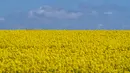 <p>Ladang bunga canola berwarna kuning keemasan yang mekar dan langit biru di Lellinge dekat Koege, Denmark timur, pada 15 Mei 2022. Lanskap tersebut terlihat menyerupai warna bendera nasional Ukraina yang berwarna biru dan kuning. (Mads Claus Rasmussen / Ritzau Scanpix / AFP)</p>