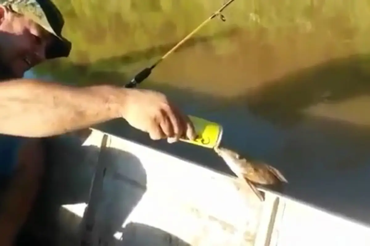 Bosan Minum Air, Ikan Ini Minum Bir?