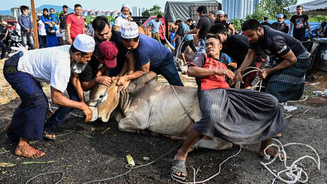 Arti Musinnah dalam Islam, Syarat Hewan Kurban yang Ditetapkan Saat Idul Adha